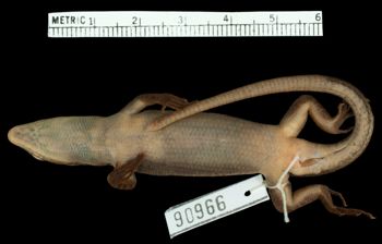 Media type: image;   Herpetology R-99606 Aspect: ventral